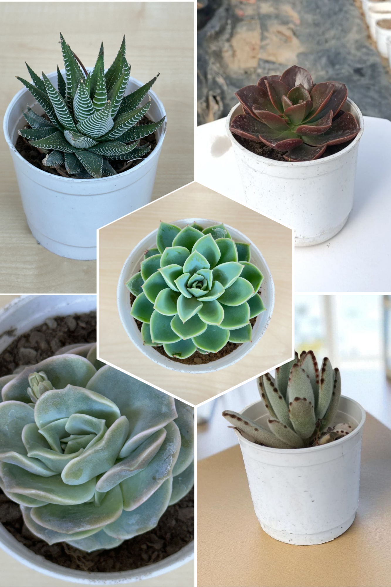 Delightful Combo 10 Succulent Plant