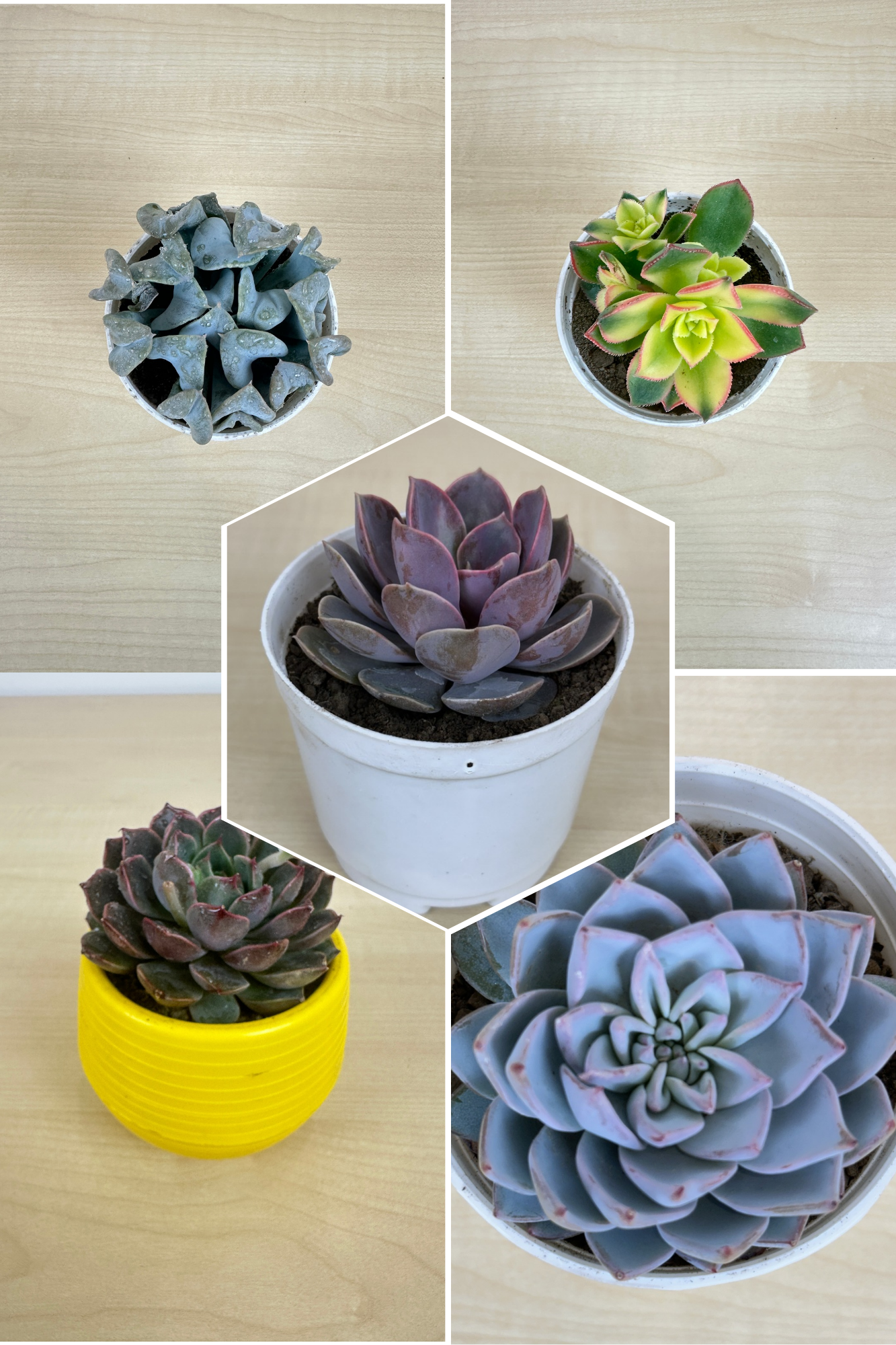 Delightful Combo 7 Succulent Plants