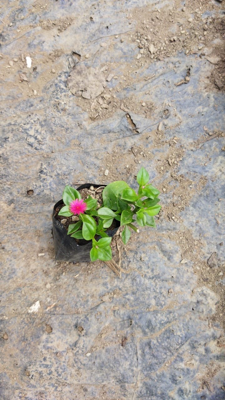 Baby Sun Rose Succulent Plant