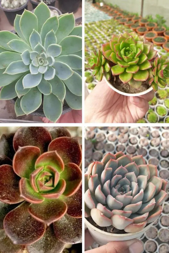 Echeveria Combo A3