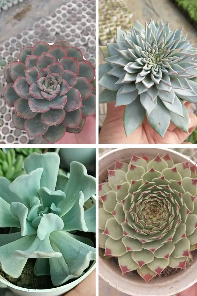 Echeveria Combo A4
