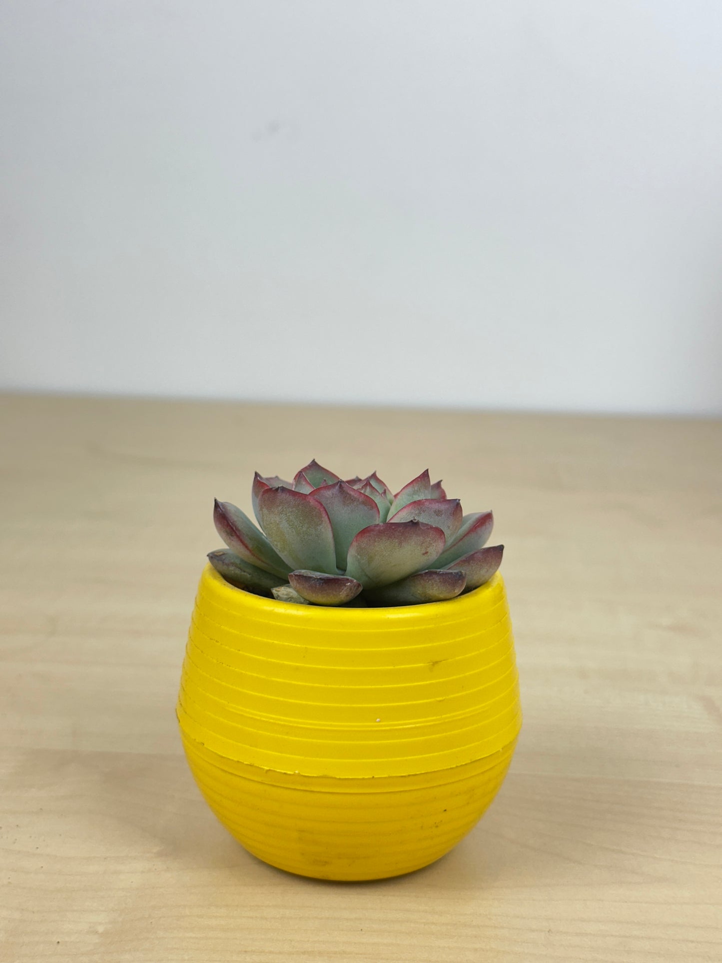 Echeveria Elegance Succulent Plant