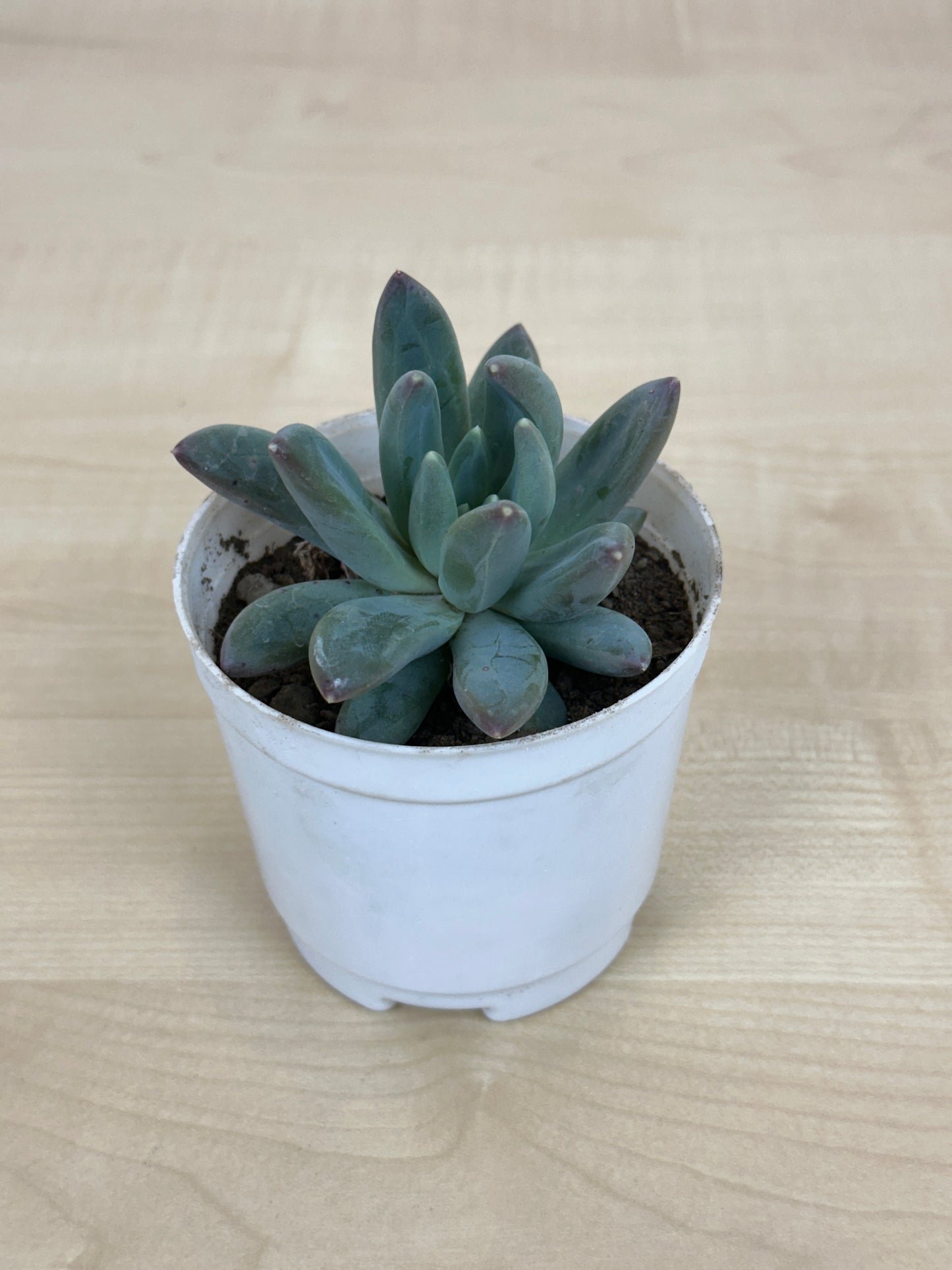 Graptopetalum Amethyst oum Succulent Plant