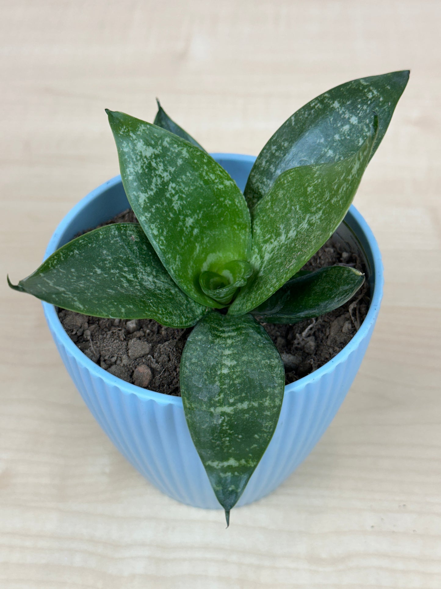 Bird's Nest Snake Succulent Plant