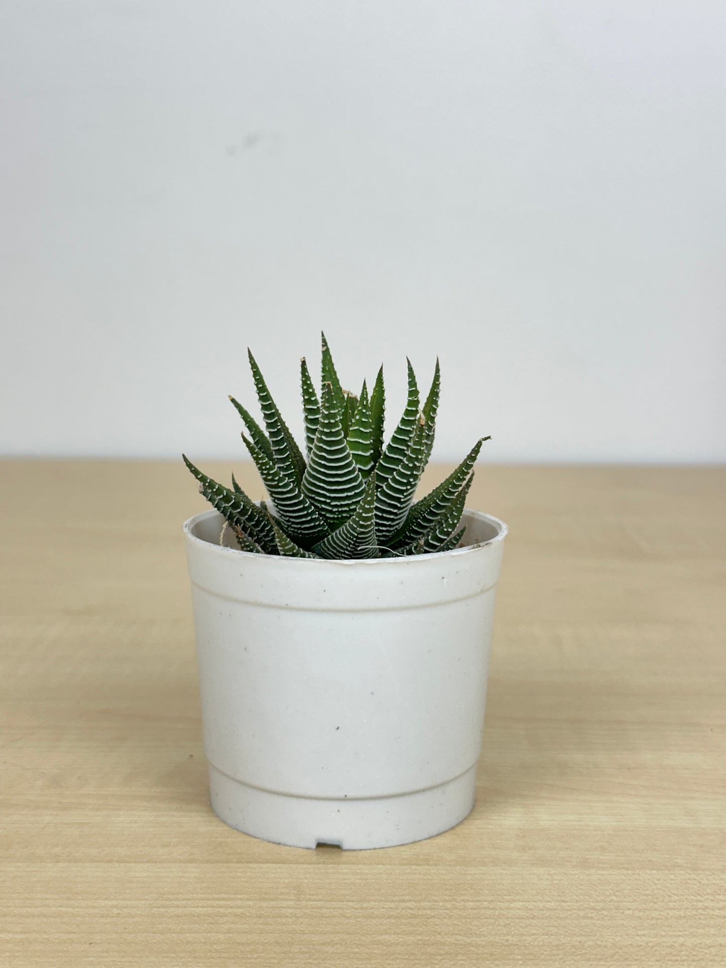 Zebra plant Succulent