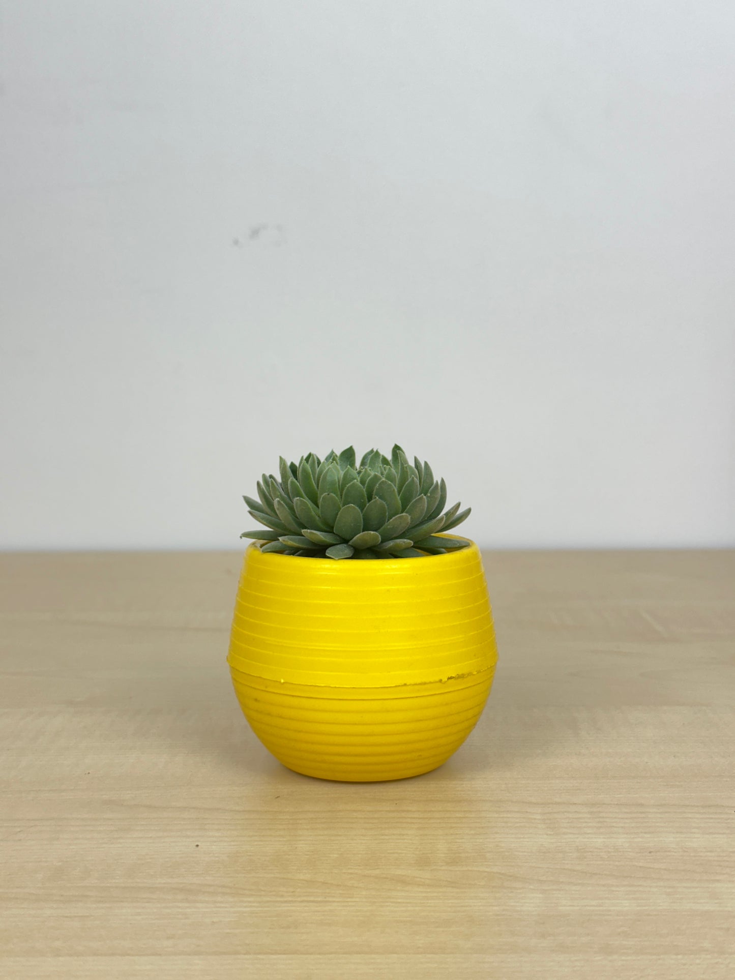 Hens n Chicks Succulent plant