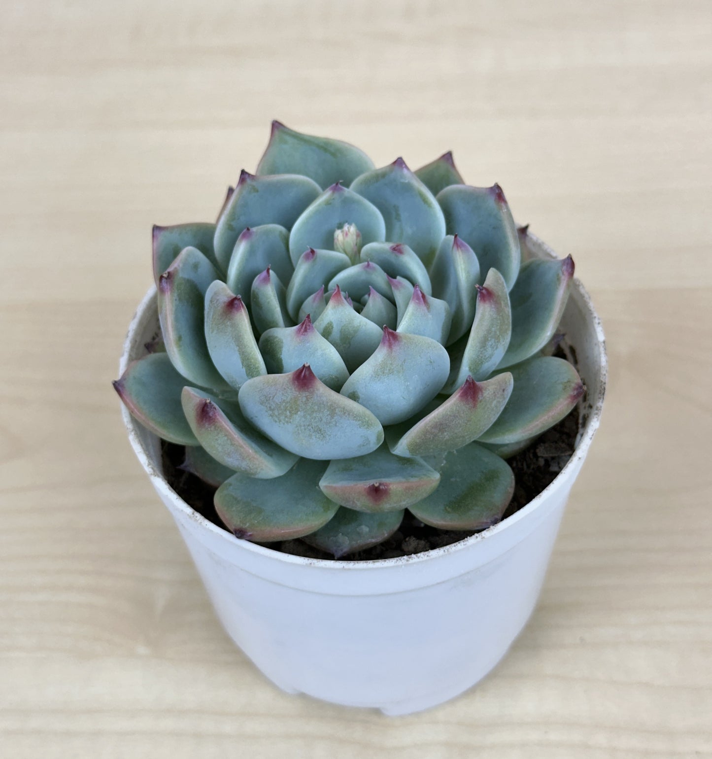 Echeveria Peacock Succulent Plant