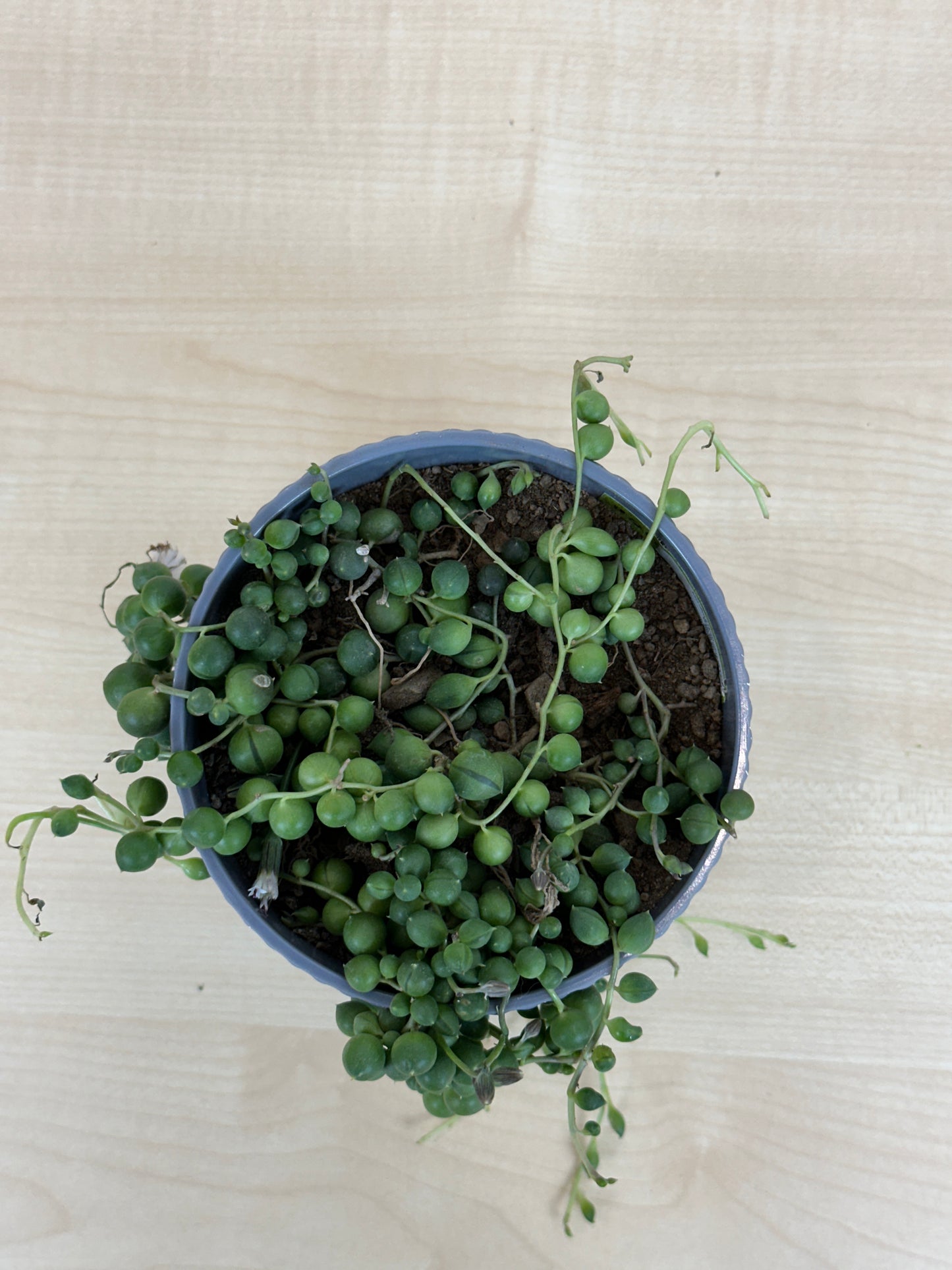 String of Pearls Succulent Plant