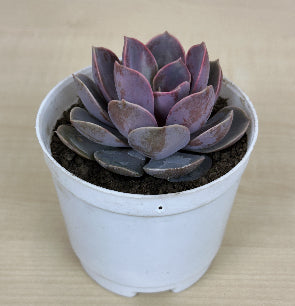 Echeveria Laui Succulent Plant