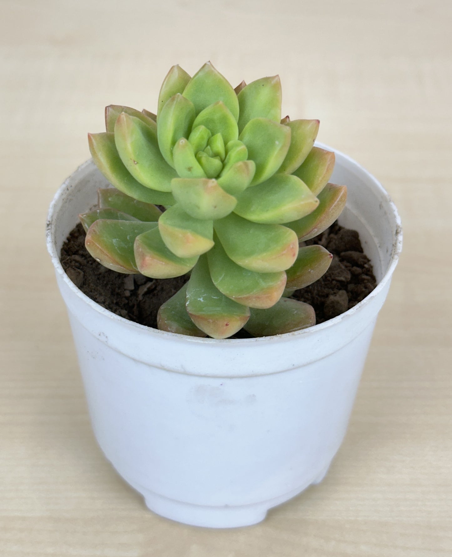 Sedum Adolphii Succulent Plant