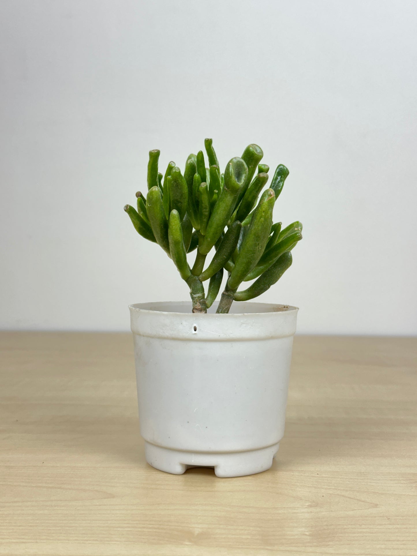 Crassula Ovata Succulent Plant