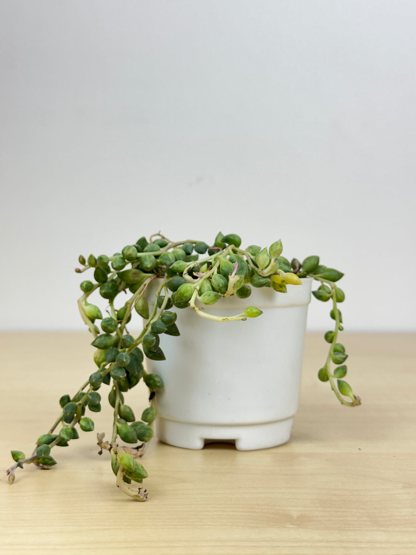 String of Tears Succulent Plant