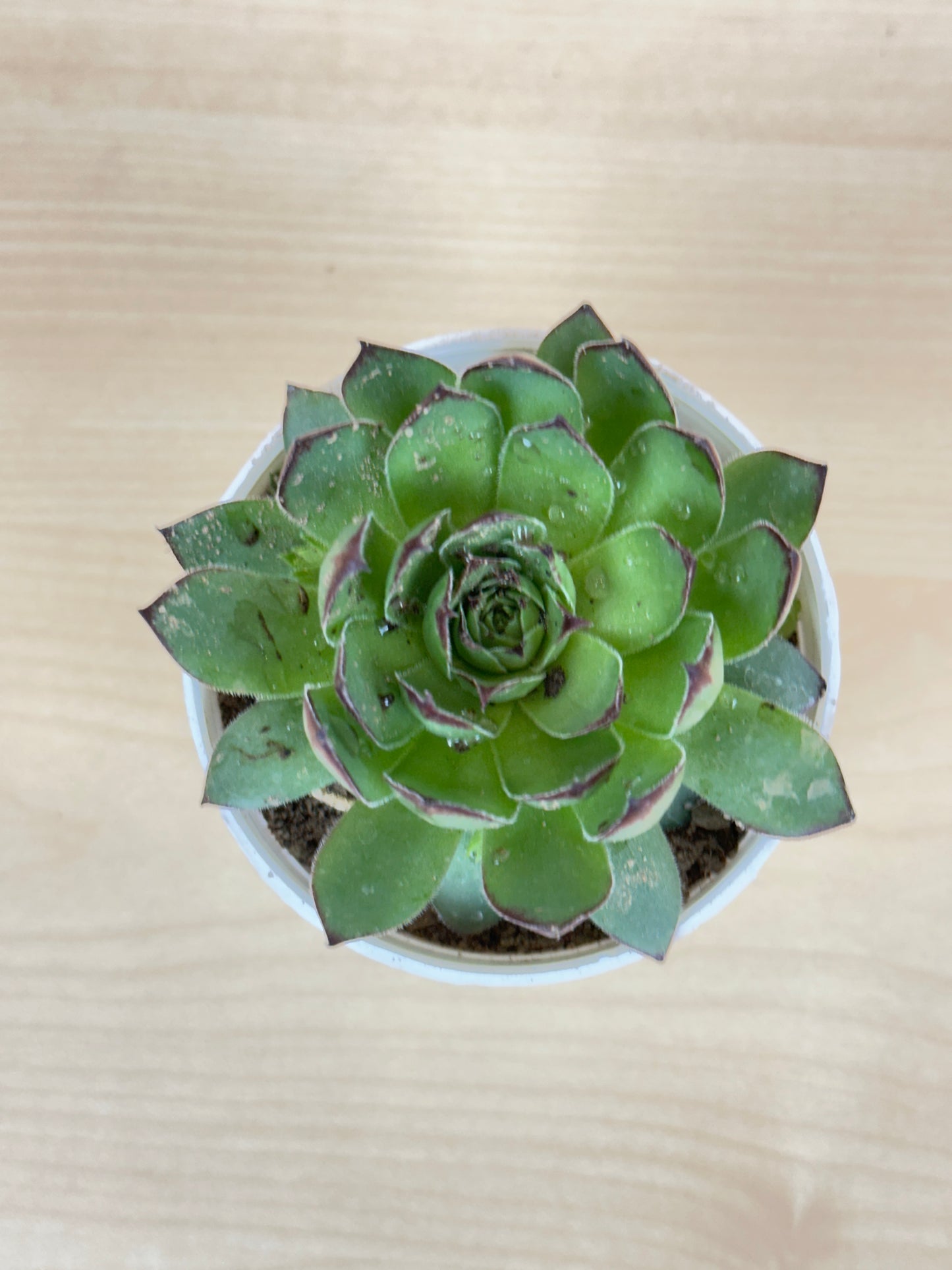 Laxmi Kamal Succulent Plant