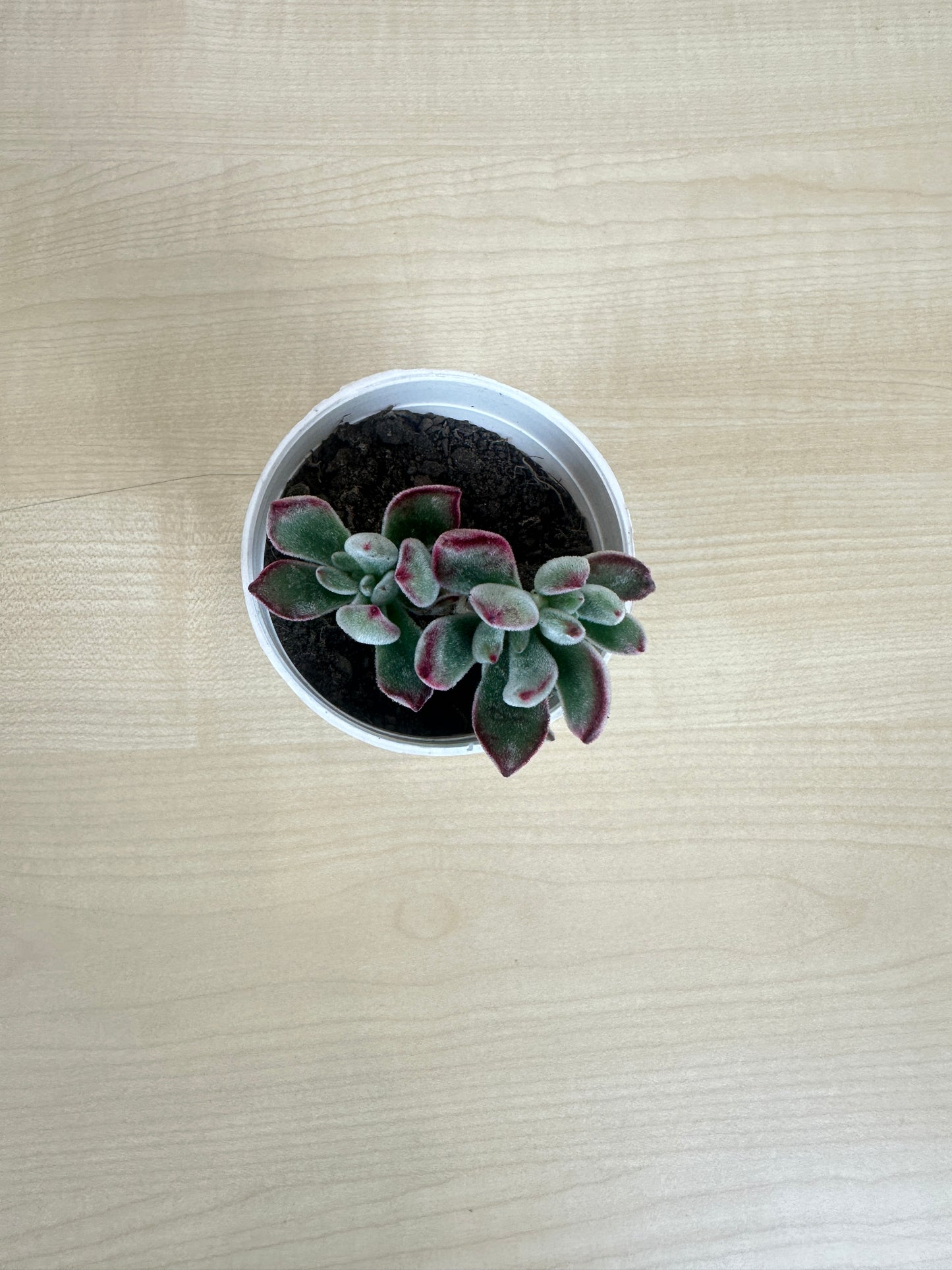 Echeveria Ruby Sleeper Succulent Plant