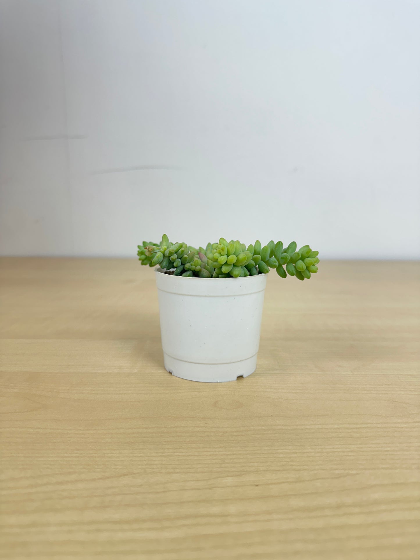 Burro's Tail Succulent Plant