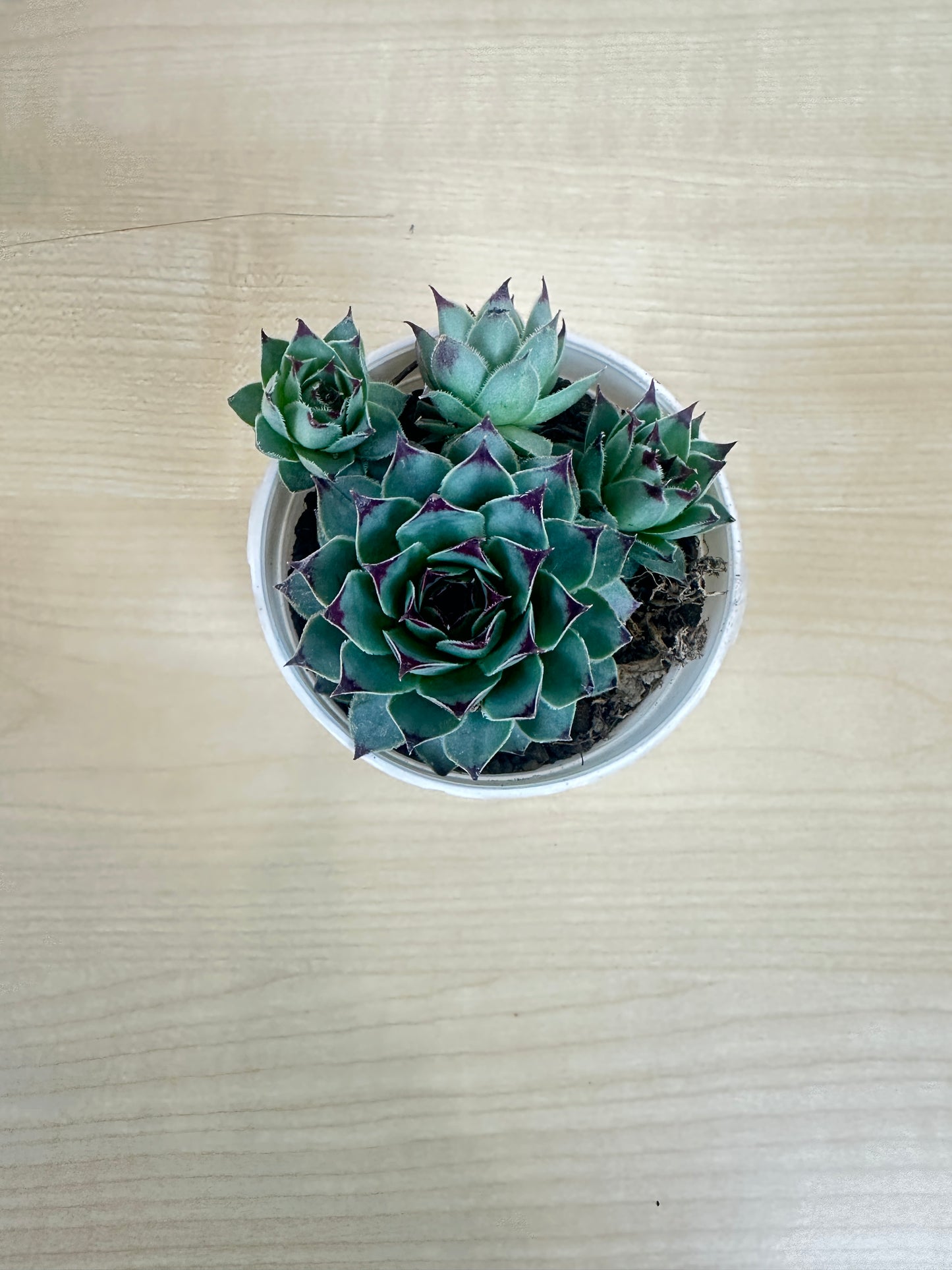 Laxmi Kamal Colour Succulent Plant