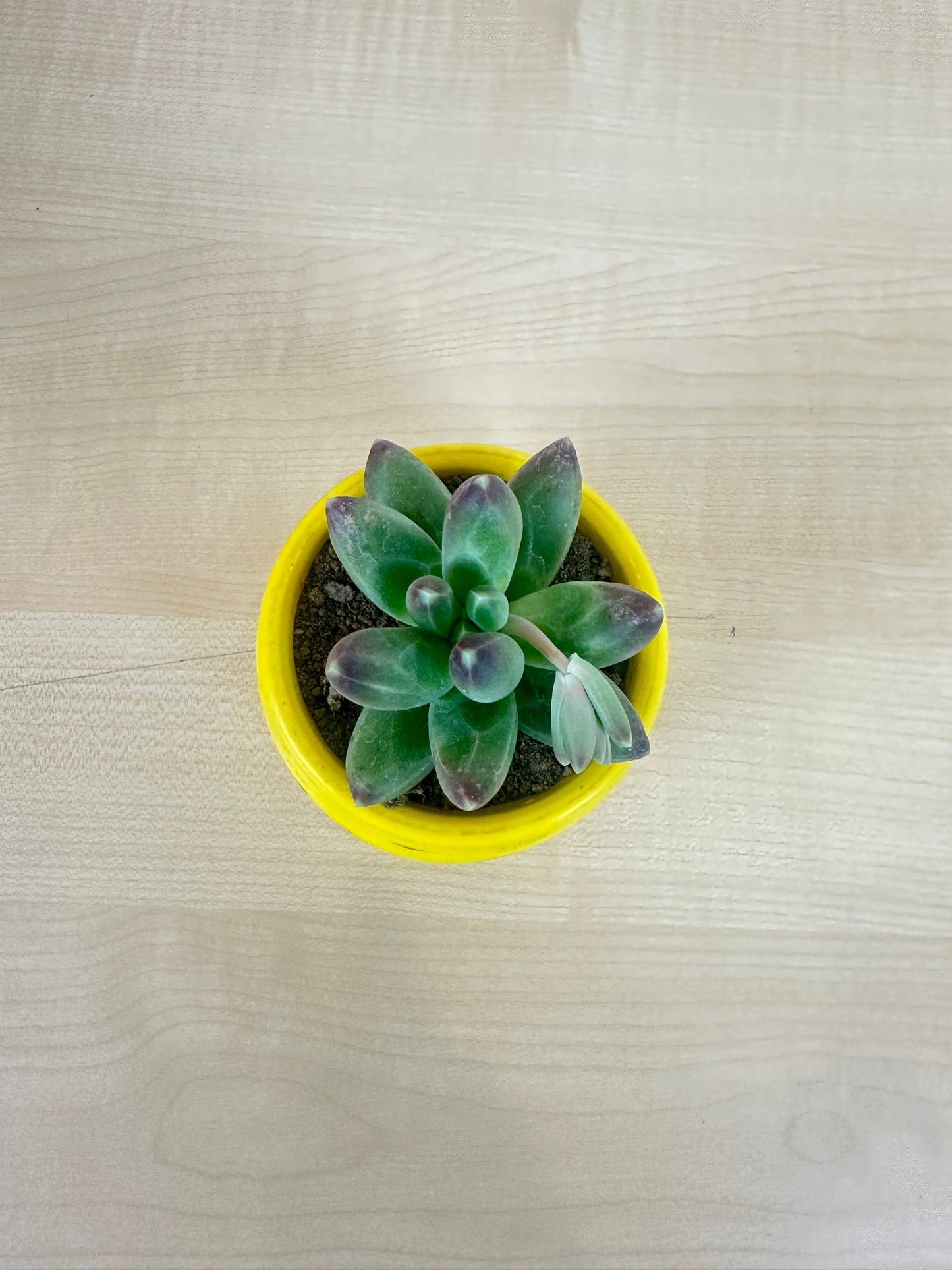 Giraffe Pachyphytum Succulent Plant