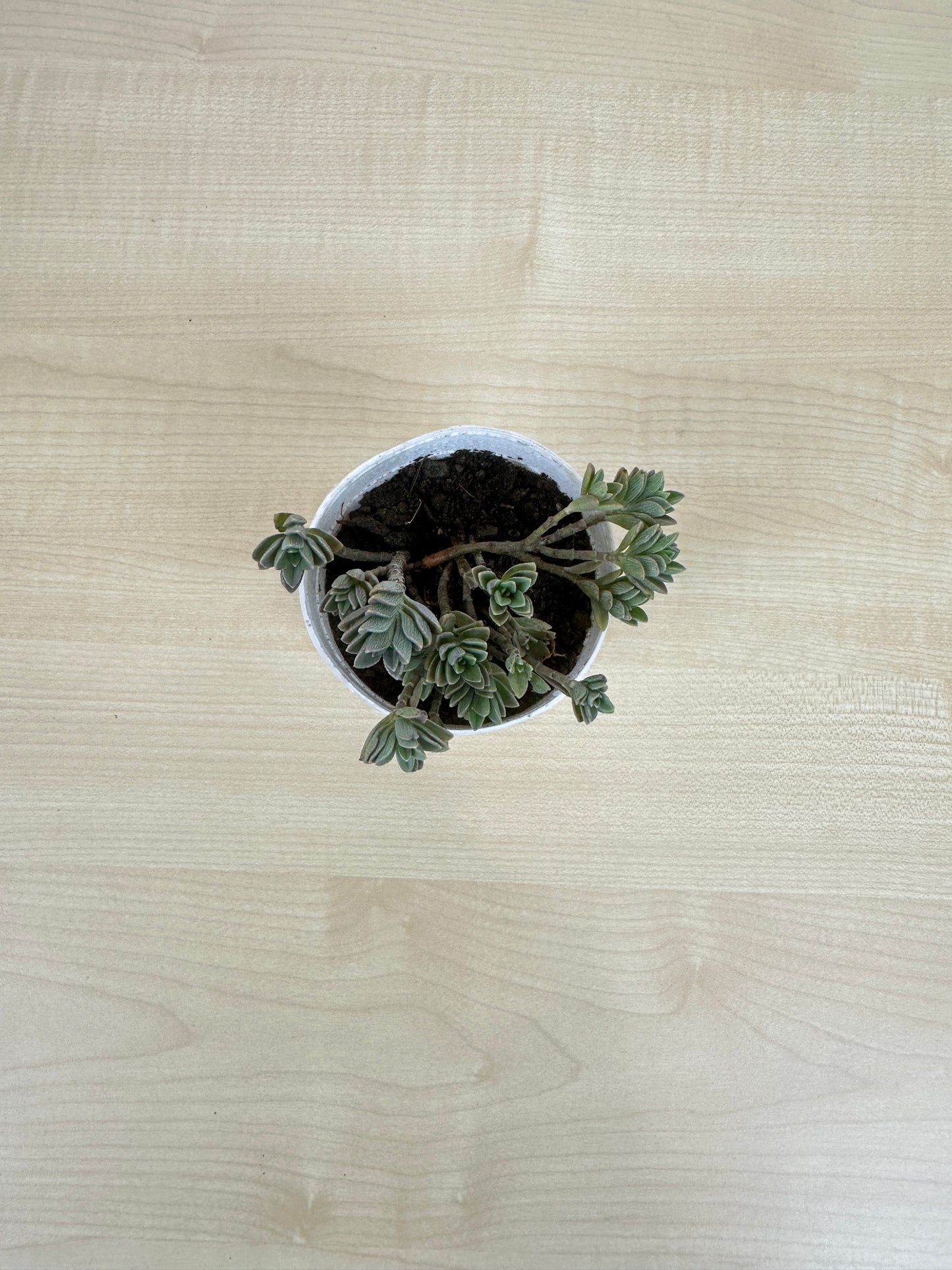 Ice Plant Succulent Plant