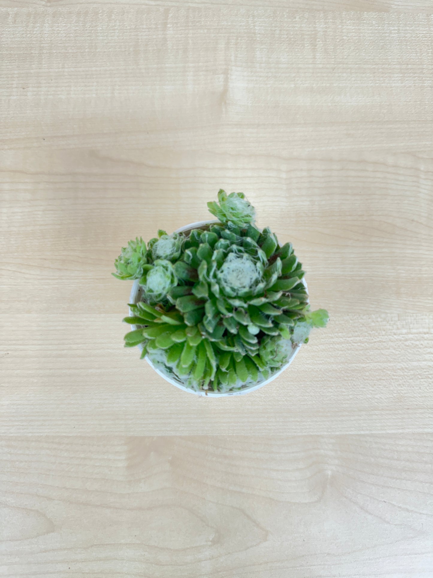 Spider web Succulent Plant