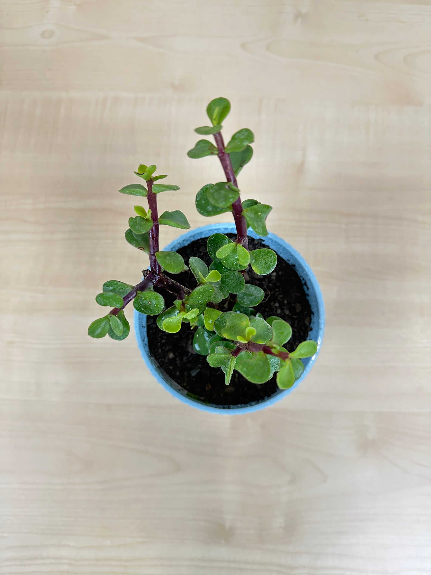 Elephant Bush Succulent Plant