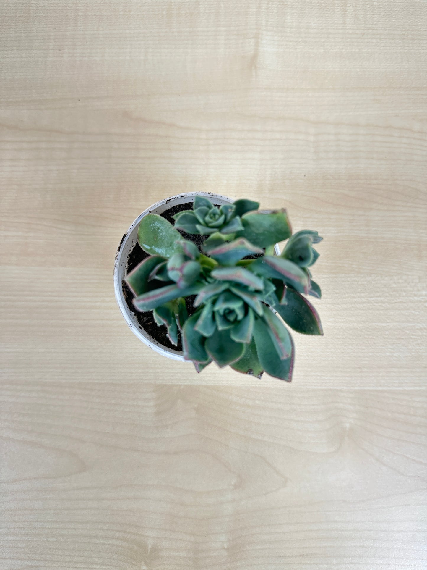 Green Faux Succulent Plant