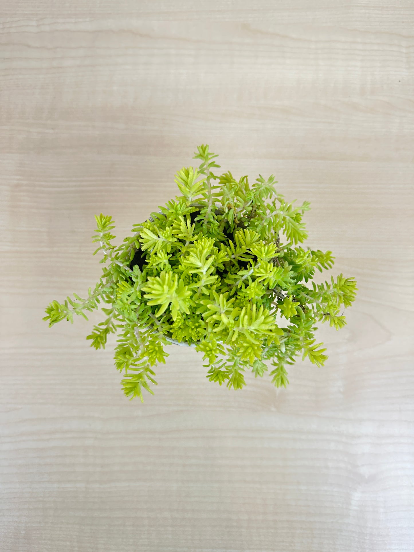 Lemon Coral Sedum Succulent Plant