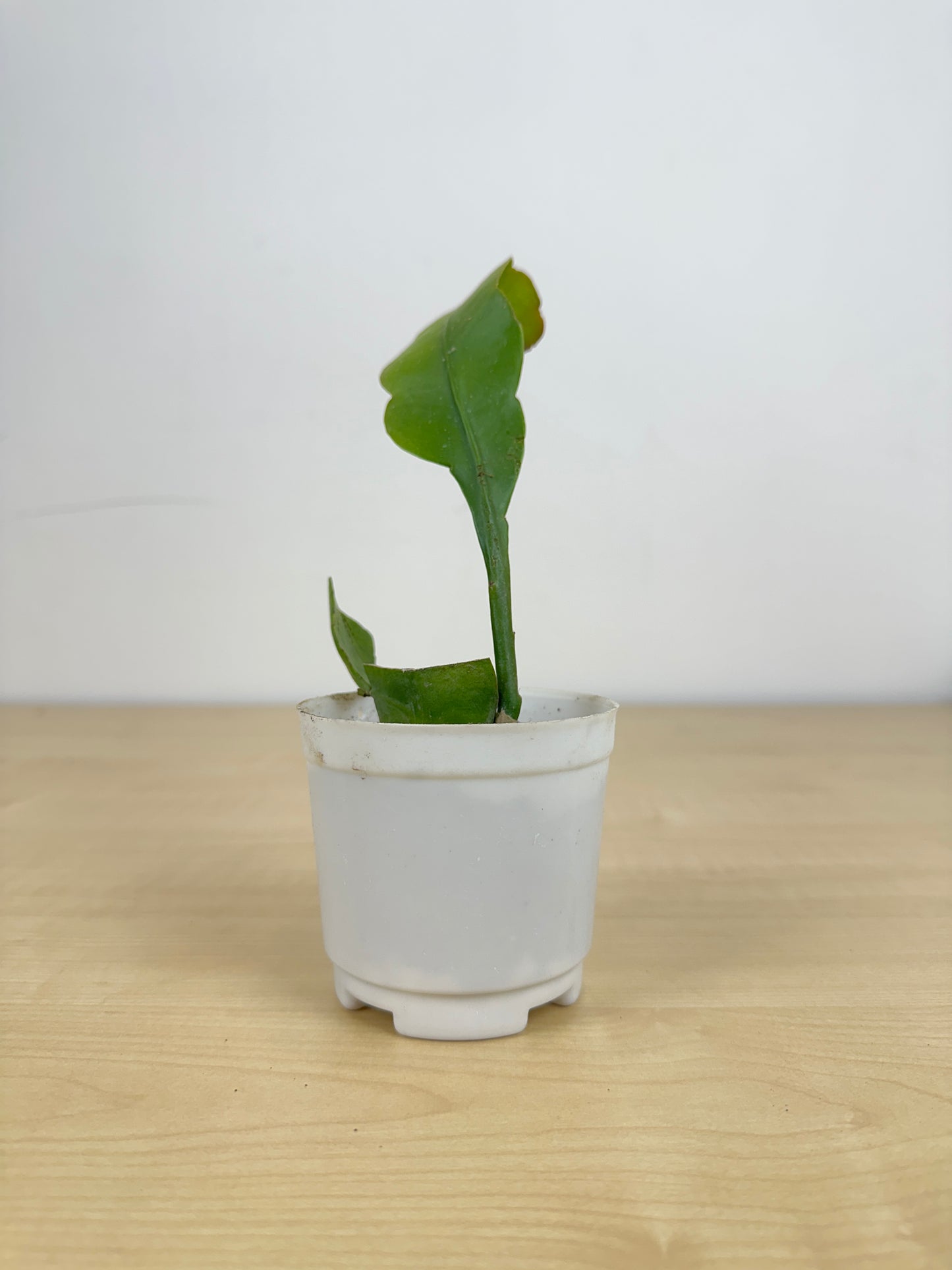 Brahma Kamal Succulent Plant