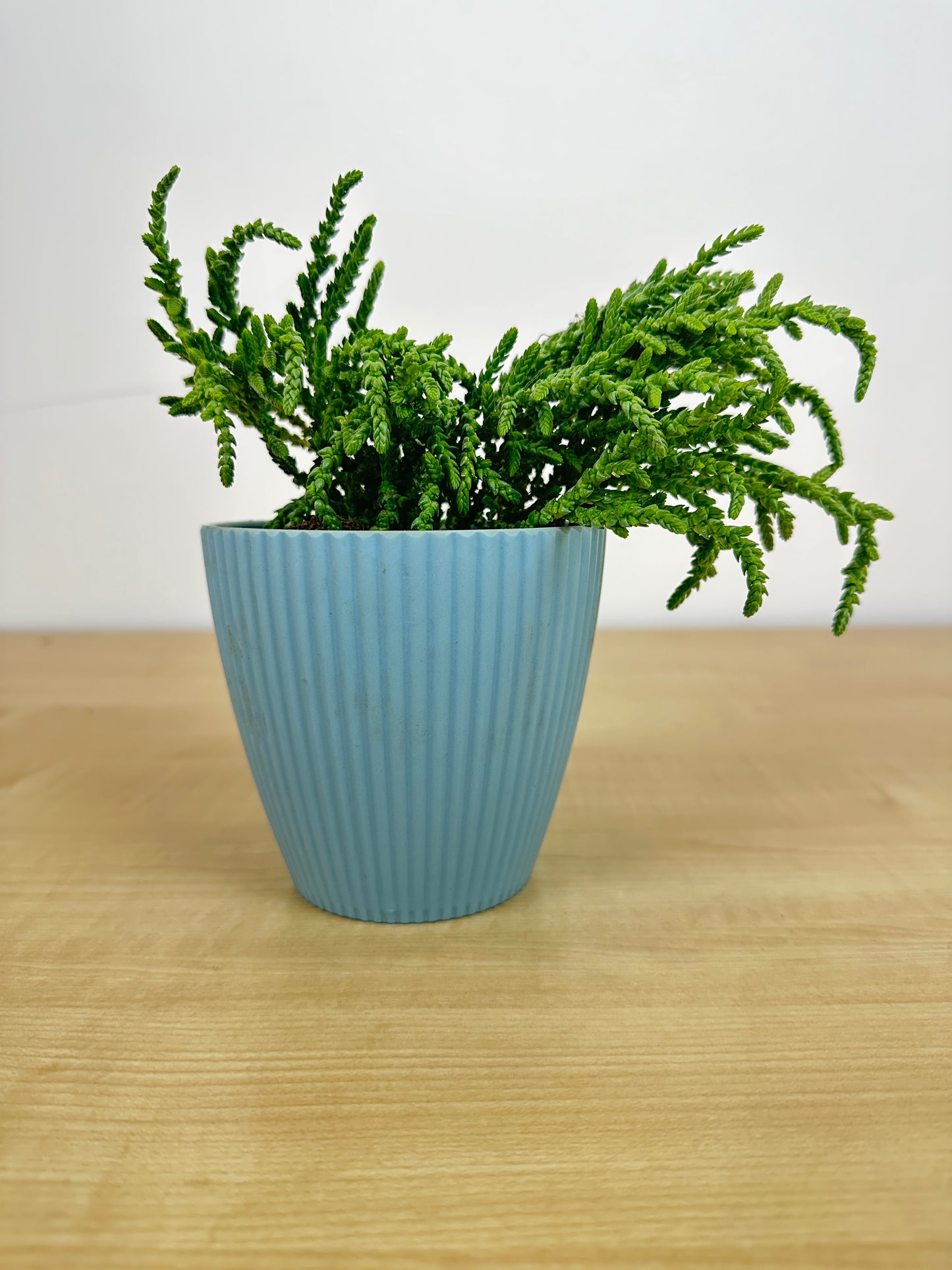 Crassula Pine Succulent Plant