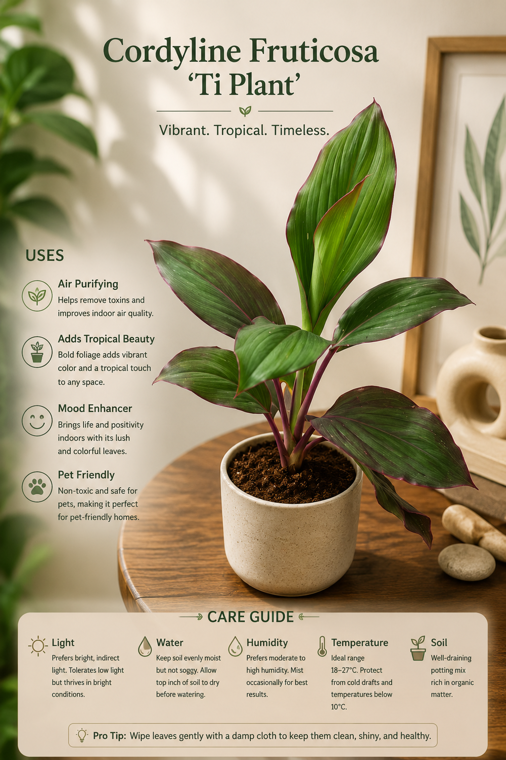 Dracaena Plant ( With 4'' Pot )