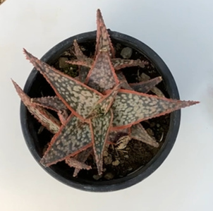 Aloe Star Succulent Plant