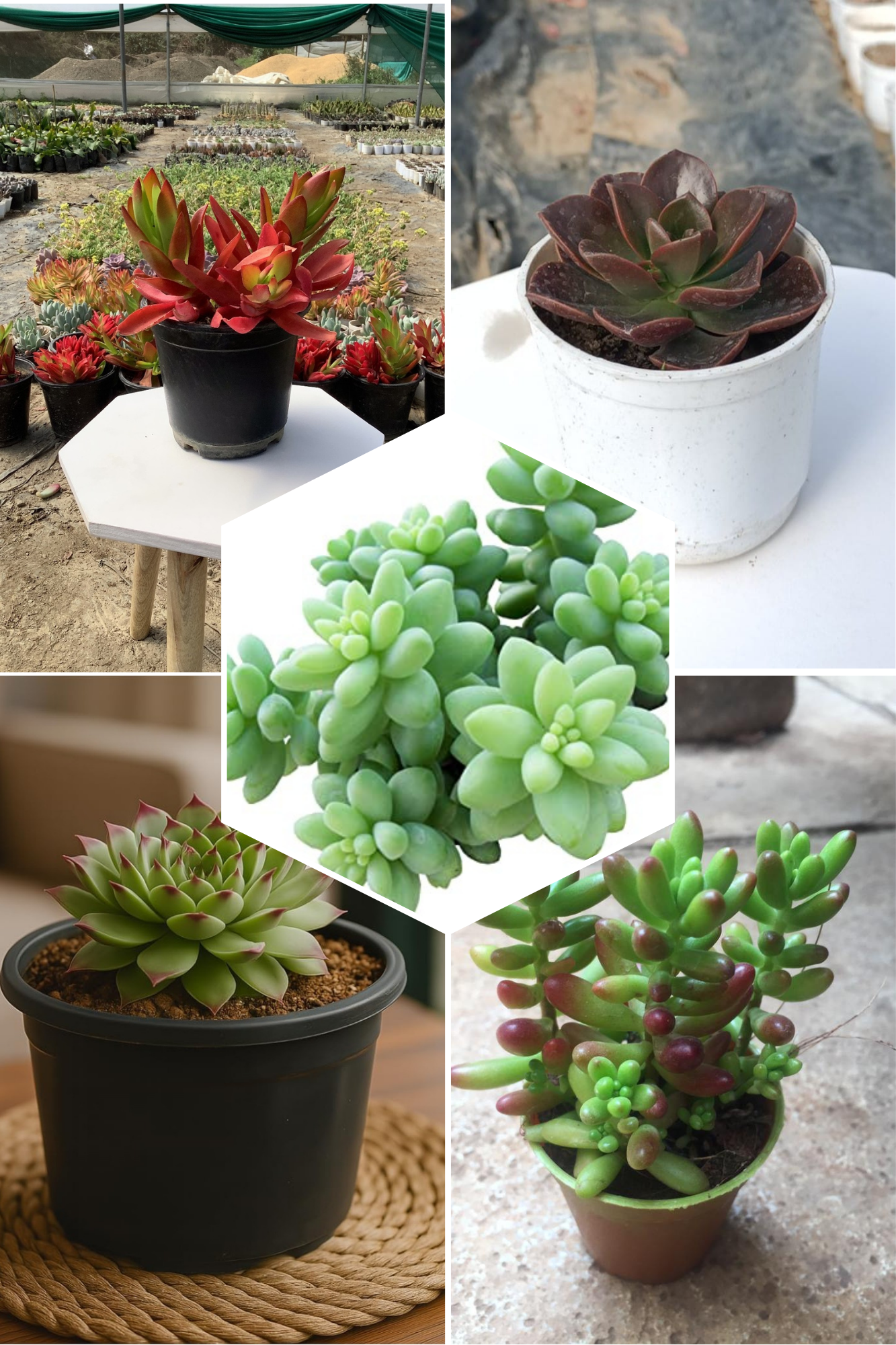 Delightful Combo 6 Succulent Plant