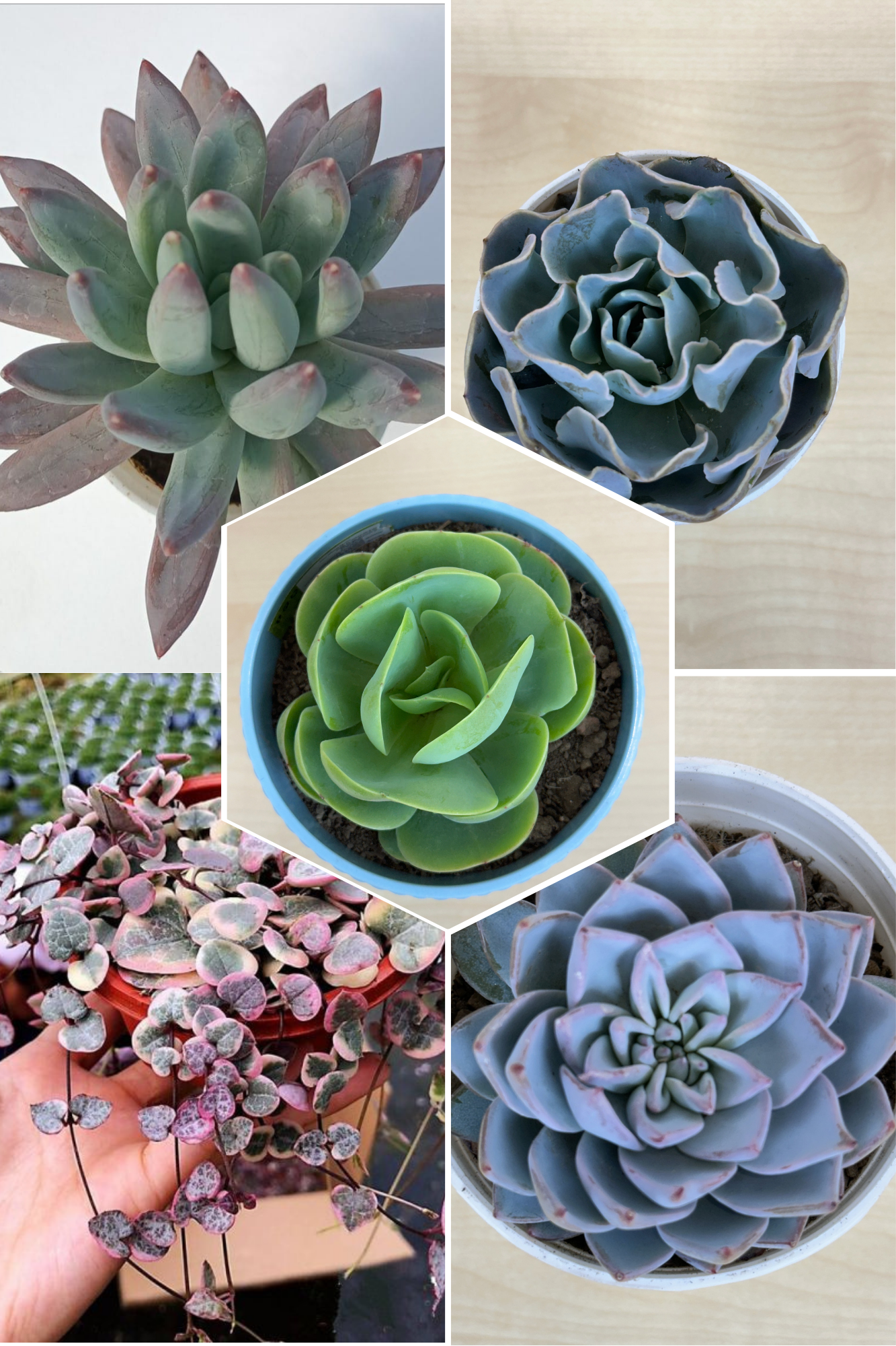 succulent combo Delightful Combo 2 Succulent Plant – Plant Rabit