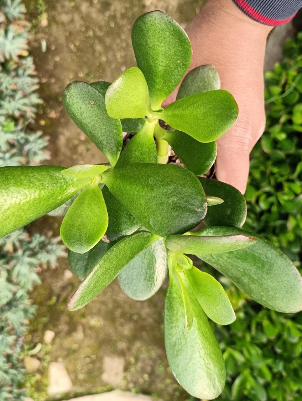 Crassula Jade Succulent Plant