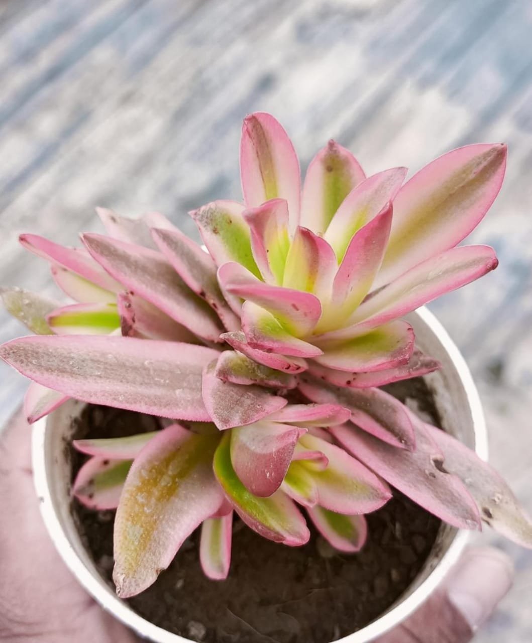 Variegated Campfire Succulent Plant