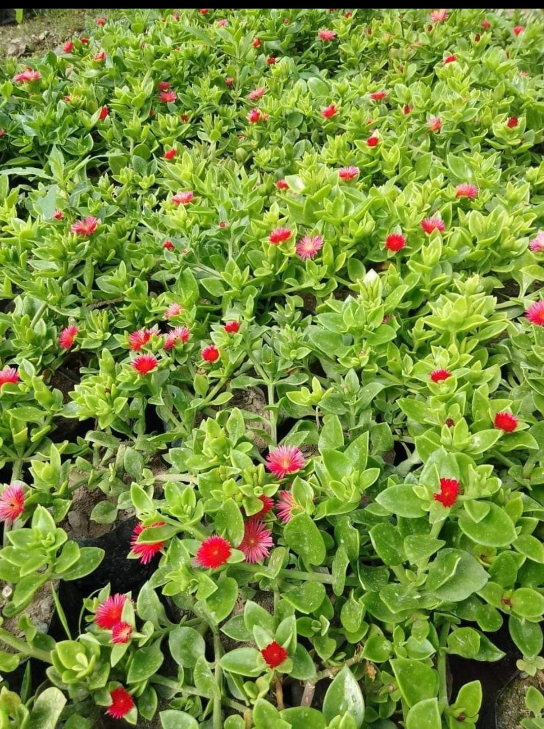 sun rose succulent Baby Sun Rose Succulent Plant – Shop at PlantRabit – Plant Rabit