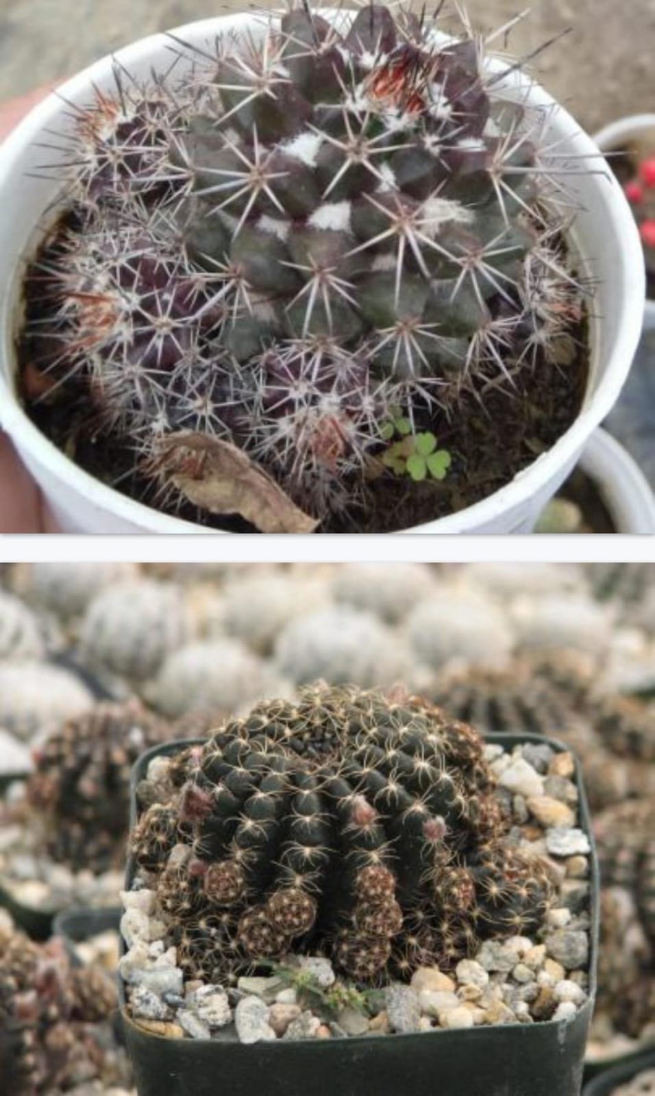 Chocolate Cactus