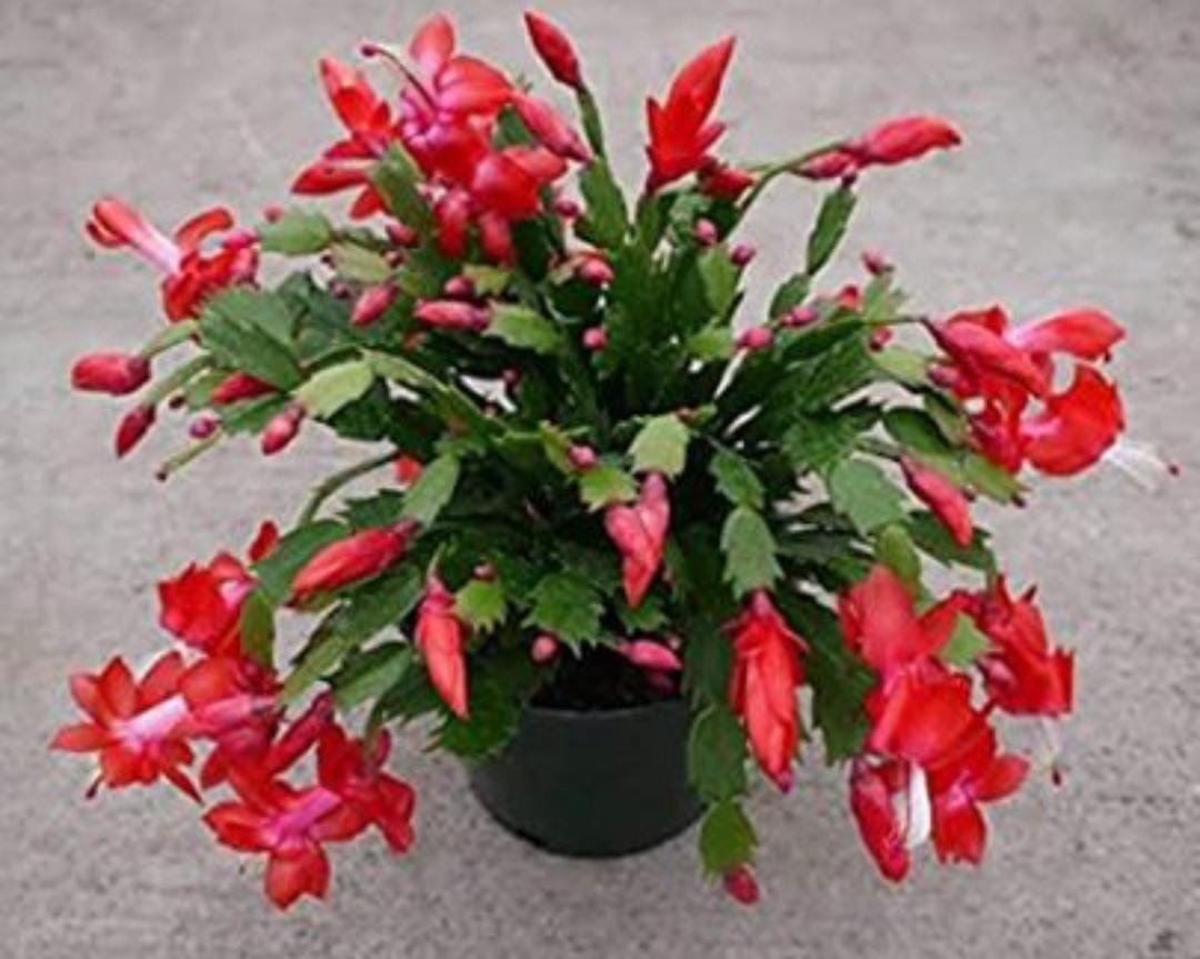 Christmas Cactus