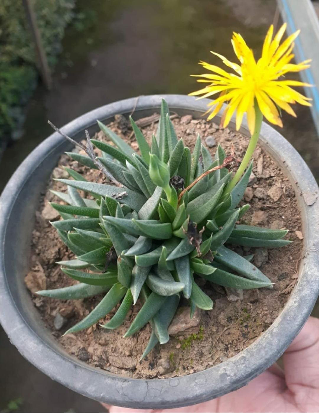 Bereranthus Concavus Succulent Plant