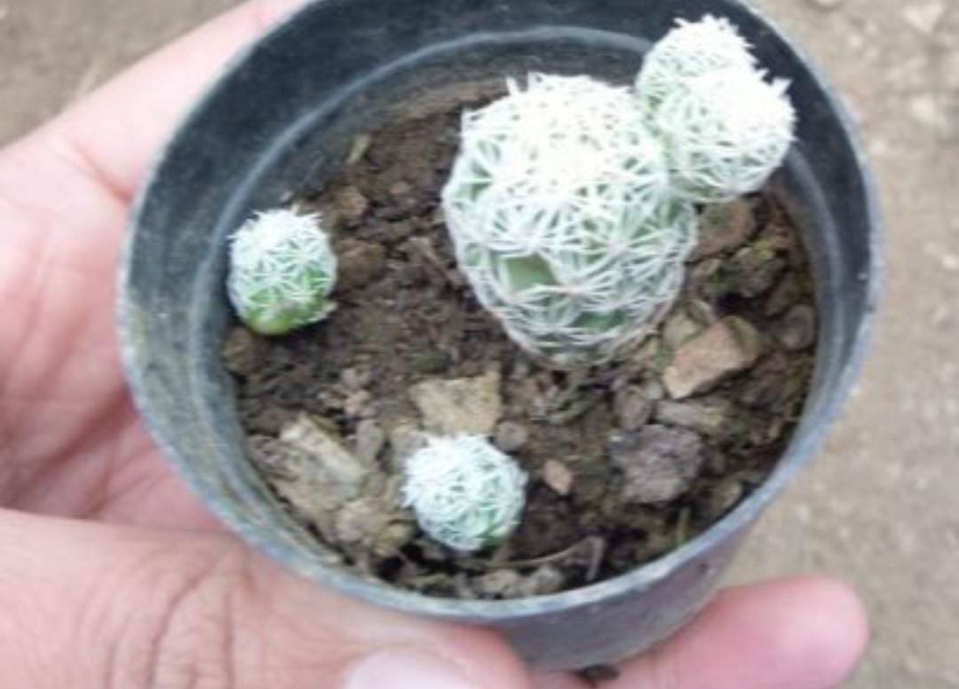 Thimble Cactus