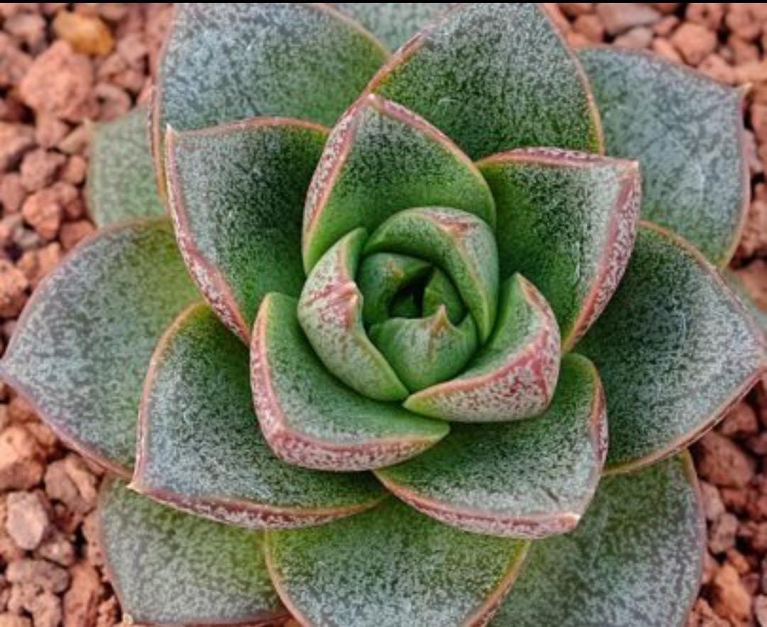 Echeveria Dionysius Succulent Plant
