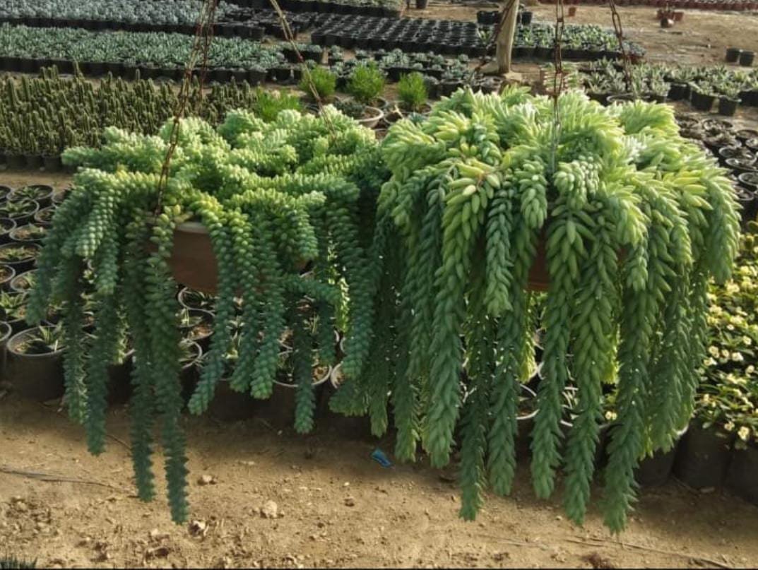 Donkey's Tail Succulent plant