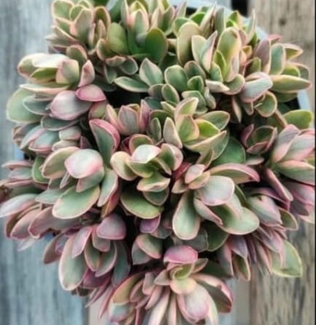 Telephiastrum Sunrise Variegated Succulent Plant