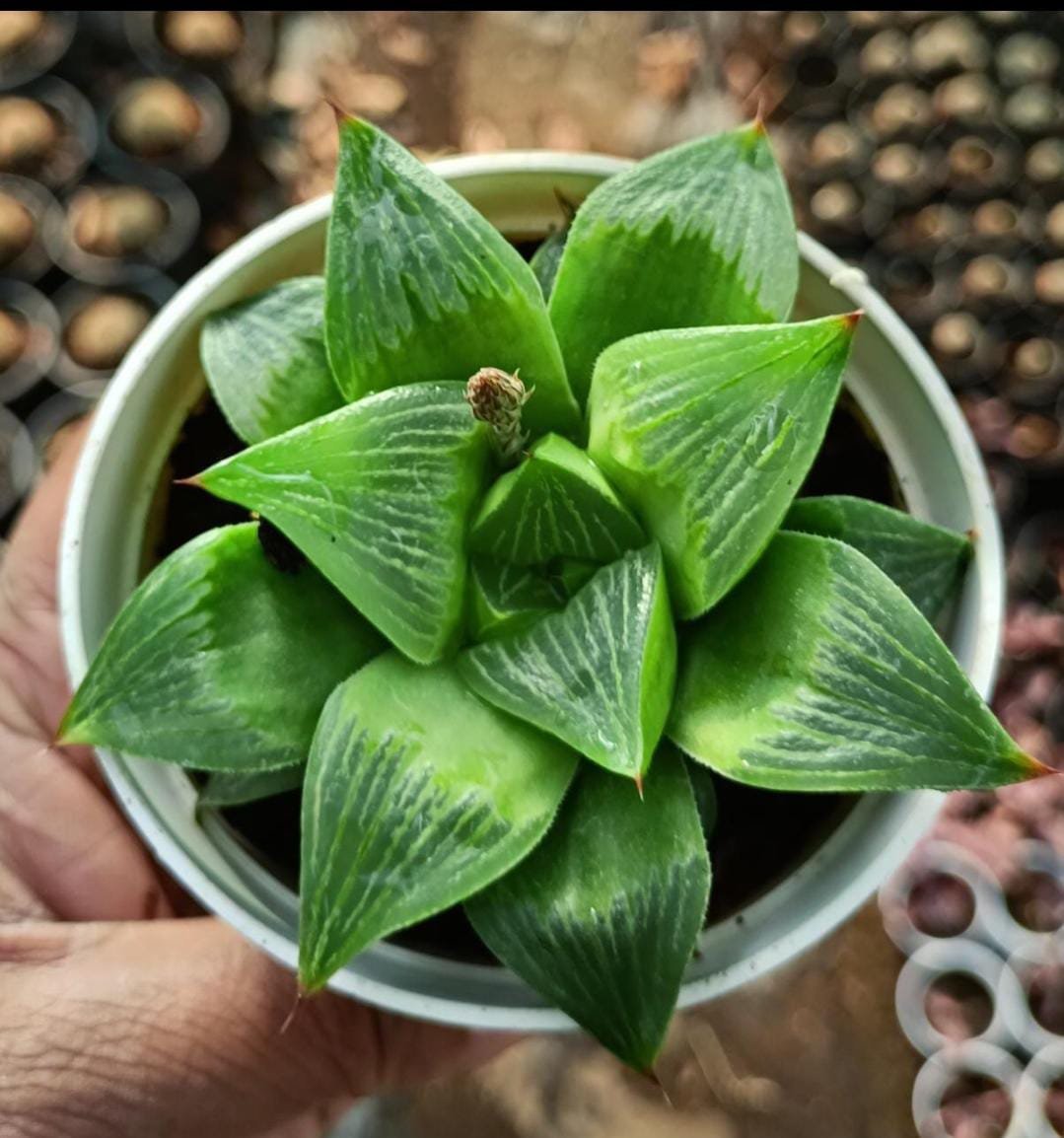 Haworthia Retusa Succulent Plant