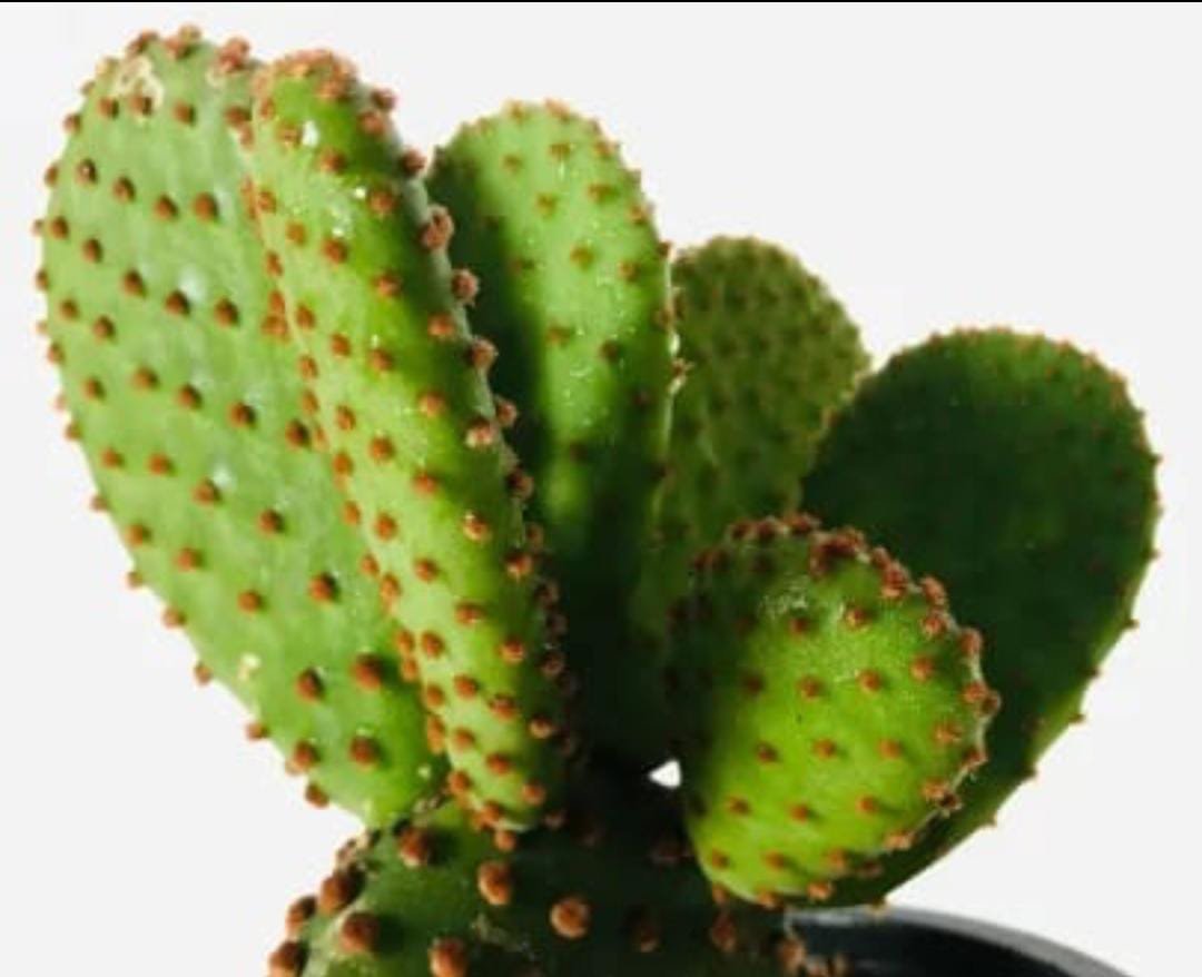 Bunny Ears Red Cactus