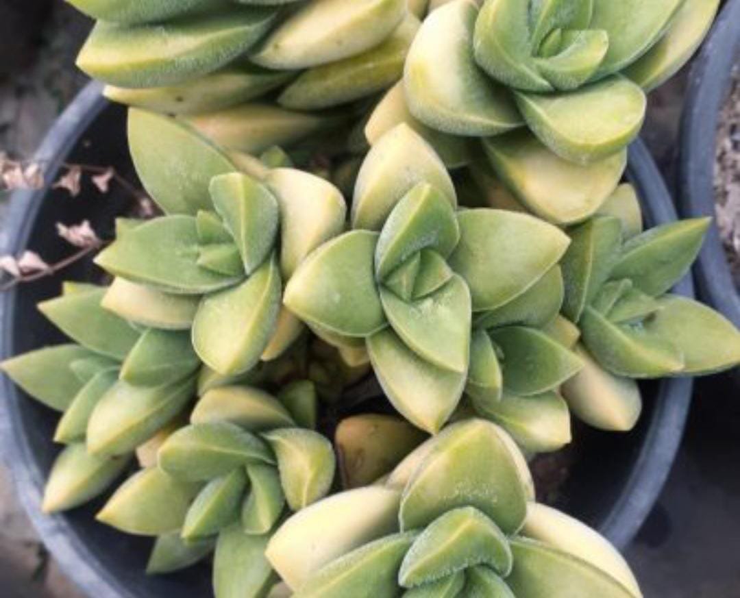 Crassula Perfeta Succulent Plant