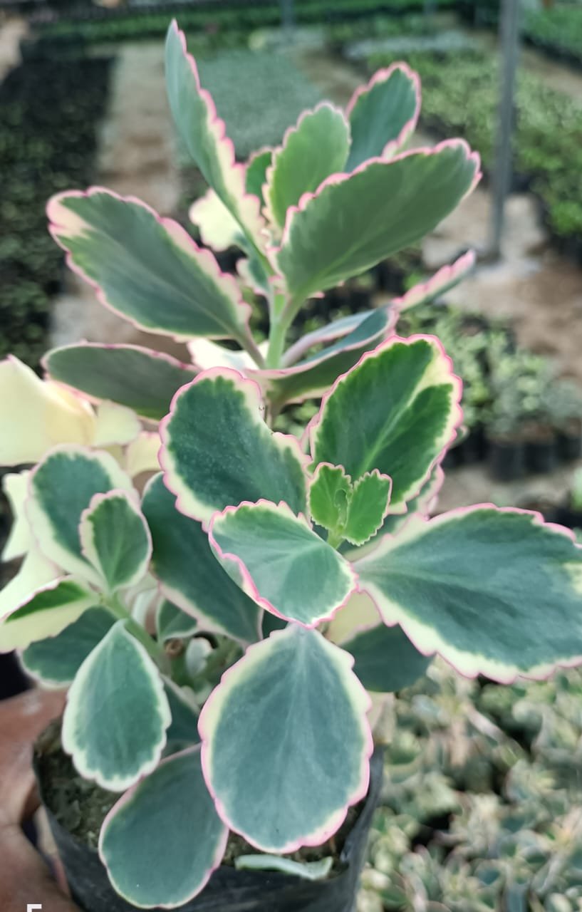 variegated kalanchoe succulent Variegated Kalanchoe Succulent Plant – Plant Rabit