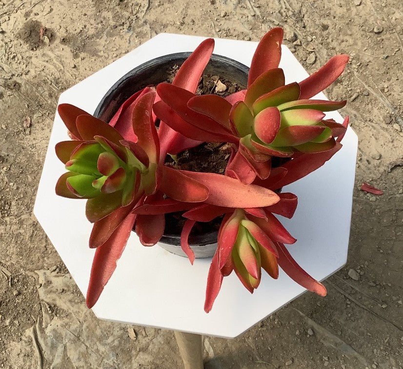 red campfire succulent Red Campfire Succulent |Stunning Indoor Plant – Plant Rabit