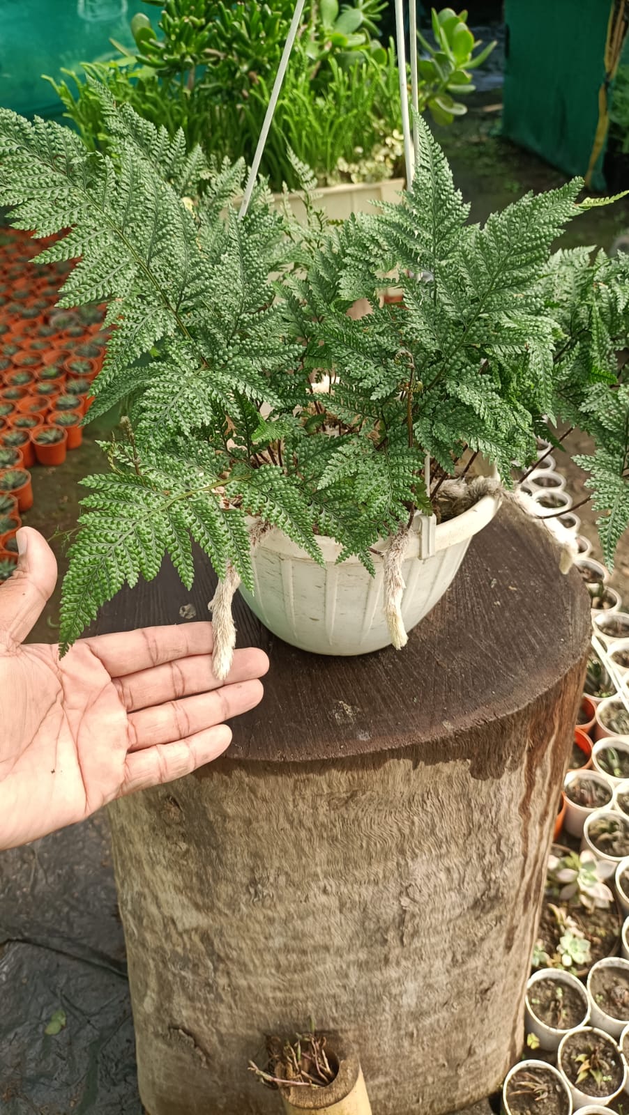 Rabbit Foot Fern Plant Succulent Plant