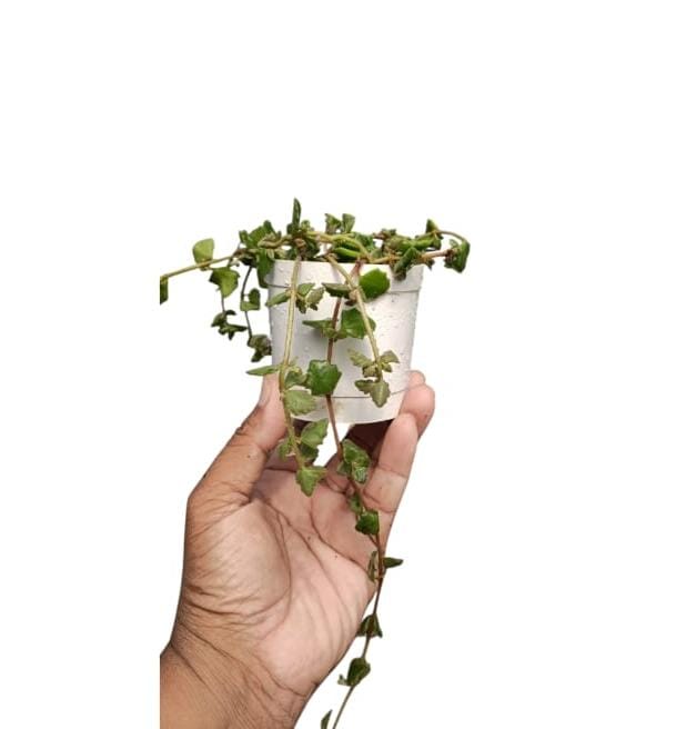 Swedish Ivy Succulent Plant