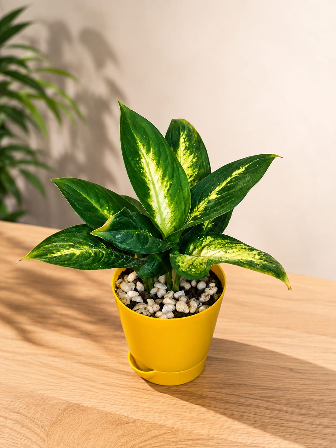 Emerald Glow Dieffenbachia (With 4'' Pot)